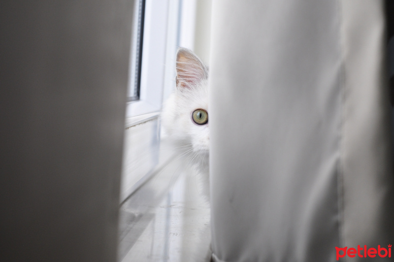 Chinchilla, Kedi  Chia fotoğrafı