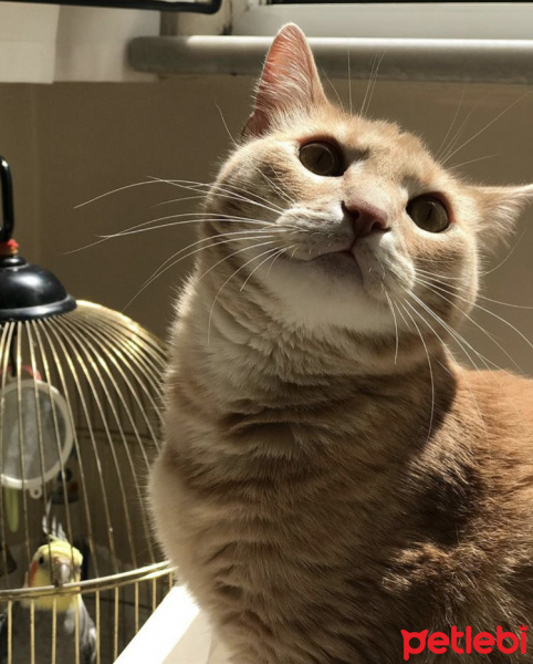 Tekir Kedi, Kedi  Karamelito fotoğrafı