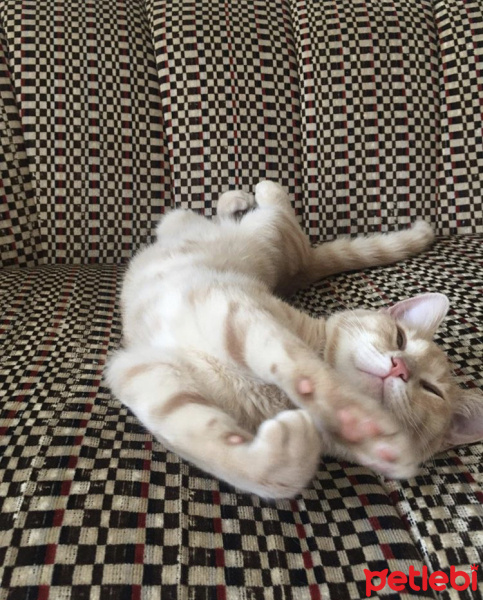 Tekir Kedi, Kedi  Karamelito fotoğrafı