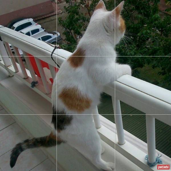  Kedi  Köpük fotoğrafı