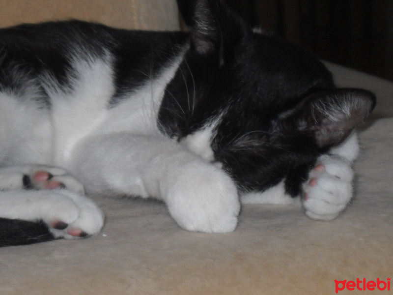 Tekir Kedi, Kedi  ZEYTİN,DUMAN,ÇAKIL,ÇİRKİN,KEPÇE fotoğrafı