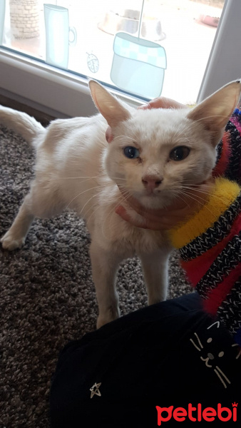 Van Kedisi, Kedi  Pamuk fotoğrafı