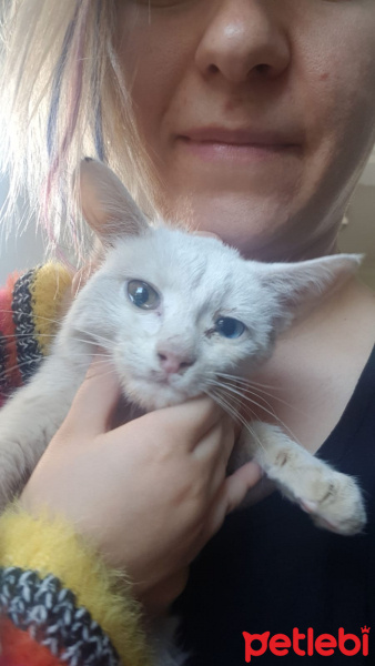 Van Kedisi, Kedi  Pamuk fotoğrafı