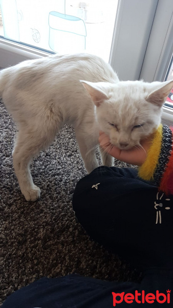 Van Kedisi, Kedi  Pamuk fotoğrafı