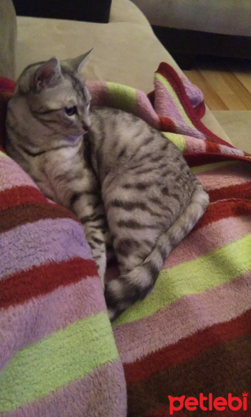Tekir Kedi, Kedi  Venüs fotoğrafı