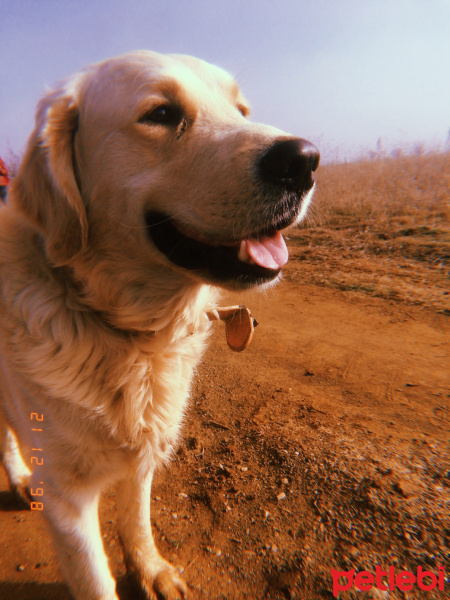 Golden Retriever, Köpek  Whiskey fotoğrafı