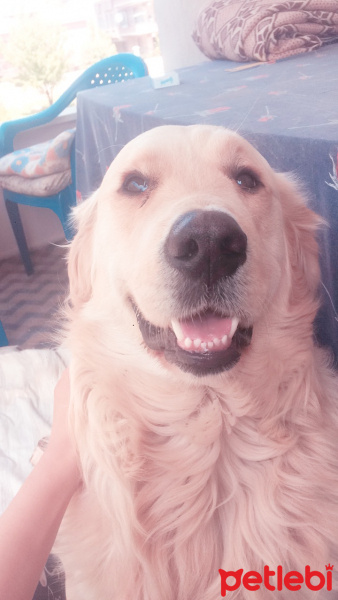 Golden Retriever, Köpek  Whiskey fotoğrafı