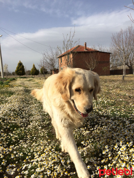 Golden Retriever, Köpek  Whiskey fotoğrafı