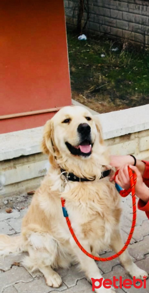Golden Retriever, Köpek  Whiskey fotoğrafı