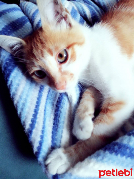 Tekir Kedi, Kedi  Mırı fotoğrafı
