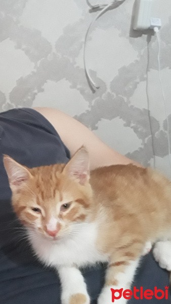 Tekir Kedi, Kedi  Behlül fotoğrafı