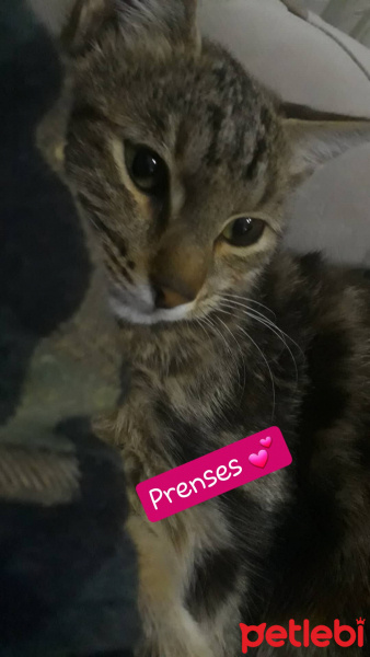 Tekir Kedi, Kedi  Mıncır fotoğrafı