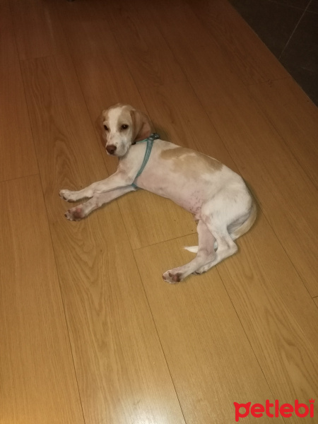 Beagle, Köpek  Cibs fotoğrafı