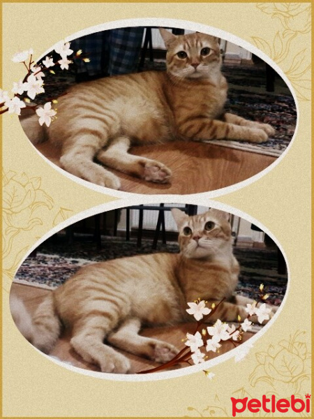 Sarman, Kedi  TARÇIN fotoğrafı