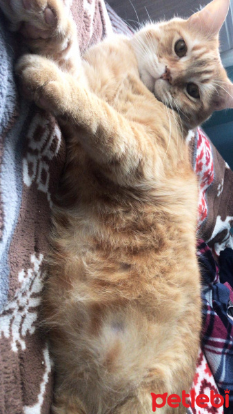 Sarman, Kedi  TARÇIN fotoğrafı