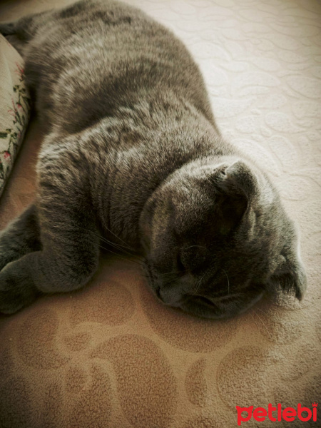 Scottish Fold, Kedi  Bonibon fotoğrafı