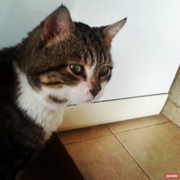 Tekir Kedi, Kedi  Boncuk fotoğrafı