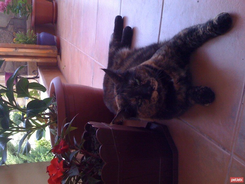 American Shorthair, Kedi  Zeytin fotoğrafı