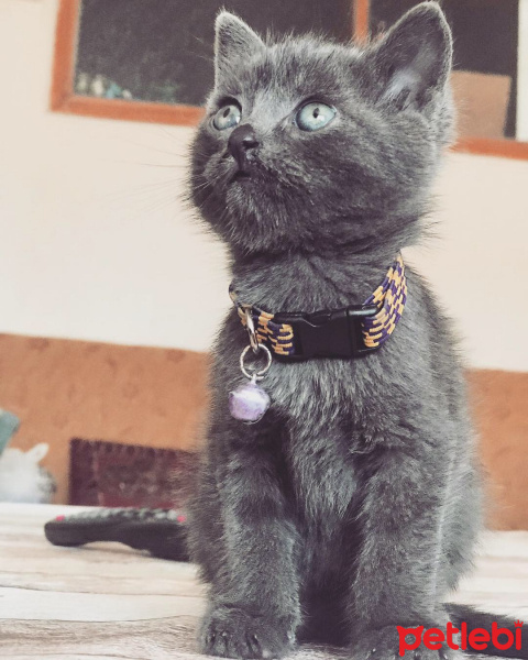 British Shorthair, Kedi  Ceku fotoğrafı