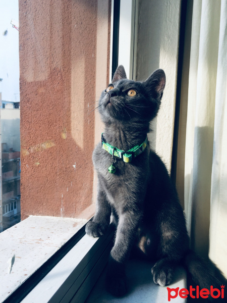 British Shorthair, Kedi  Ceku fotoğrafı