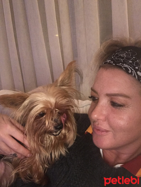 Yorkshire Terrier, Köpek  Zoe fotoğrafı