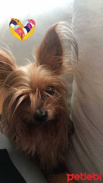 Yorkshire Terrier, Köpek  Zoe fotoğrafı