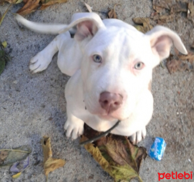 Amerikan Pitbull Terrier, Köpek  Mişa fotoğrafı