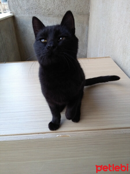 Bombay, Kedi  Zeytin(malesef artik hayatta dgl) fotoğrafı