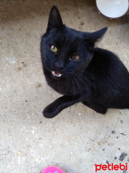 Bombay, Kedi  Zeytin(malesef artik hayatta dgl) fotoğrafı