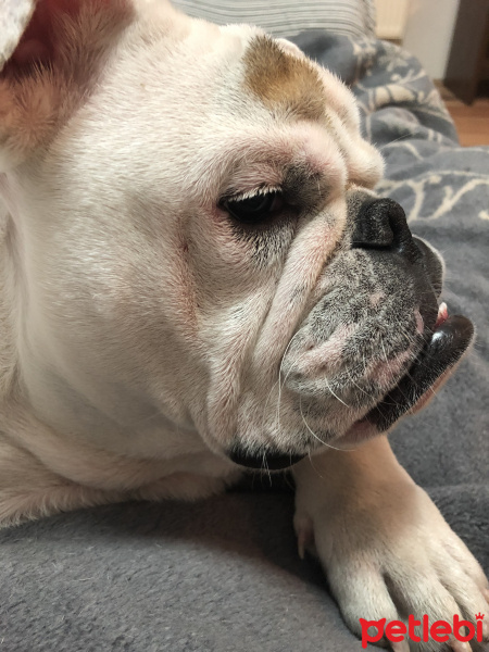 İngiliz Bulldog, Köpek  Zeus dede fotoğrafı