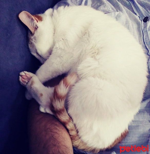 Tekir Kedi, Kedi  Ocak fotoğrafı