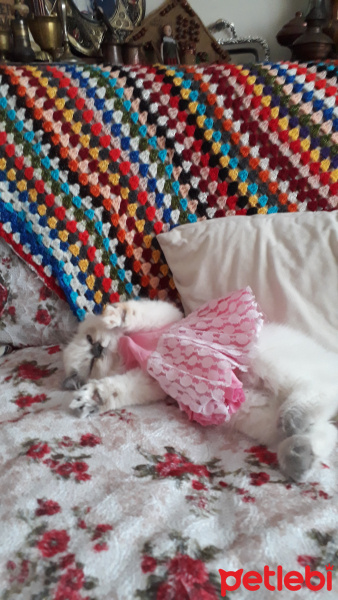 İran Kedisi (Persian), Kedi  Minis fotoğrafı