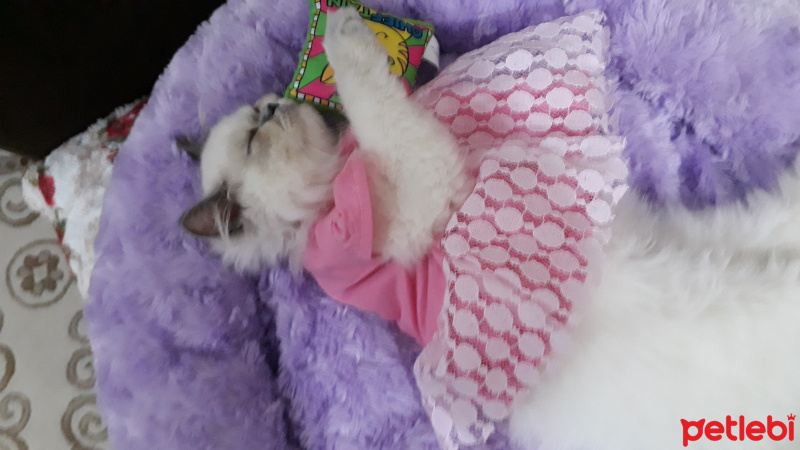 İran Kedisi (Persian), Kedi  Minis fotoğrafı