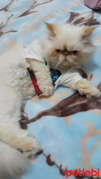 İran Kedisi (Persian), Kedi  Minis fotoğrafı