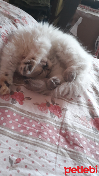 İran Kedisi (Persian), Kedi  Minis fotoğrafı