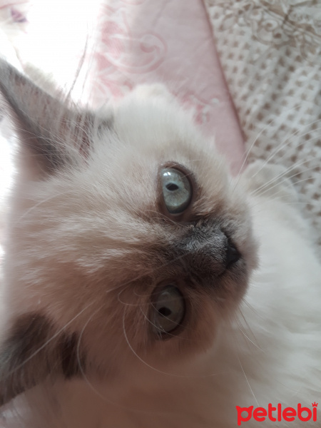 İran Kedisi (Persian), Kedi  Minis fotoğrafı