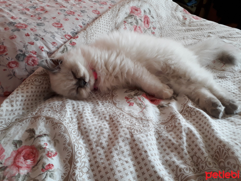 İran Kedisi (Persian), Kedi  Minis fotoğrafı