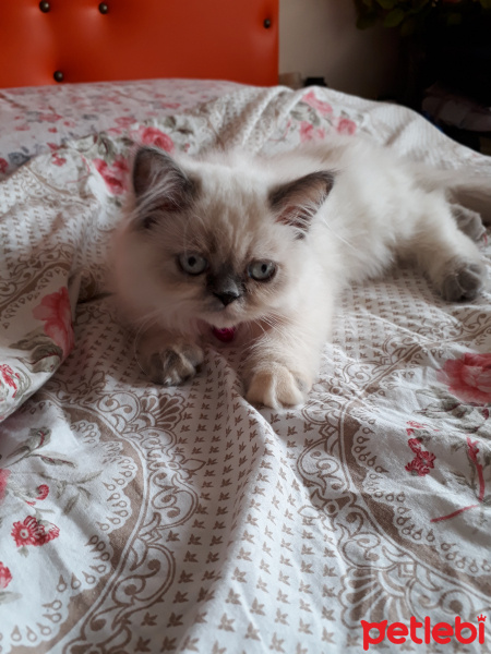 İran Kedisi (Persian), Kedi  Minis fotoğrafı