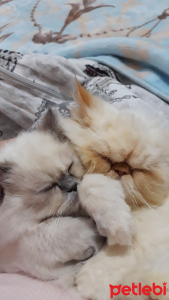 İran Kedisi (Persian), Kedi  Minis fotoğrafı