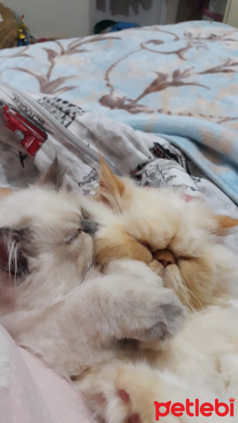 İran Kedisi (Persian), Kedi  Minis fotoğrafı