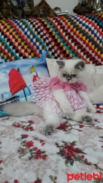 İran Kedisi (Persian), Kedi  Minis fotoğrafı