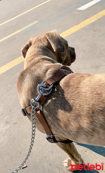 Amerikan Pitbull Terrier, Köpek  BAL fotoğrafı