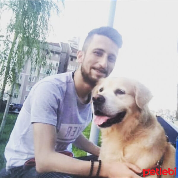 Hovawart, Köpek  Lodos fotoğrafı