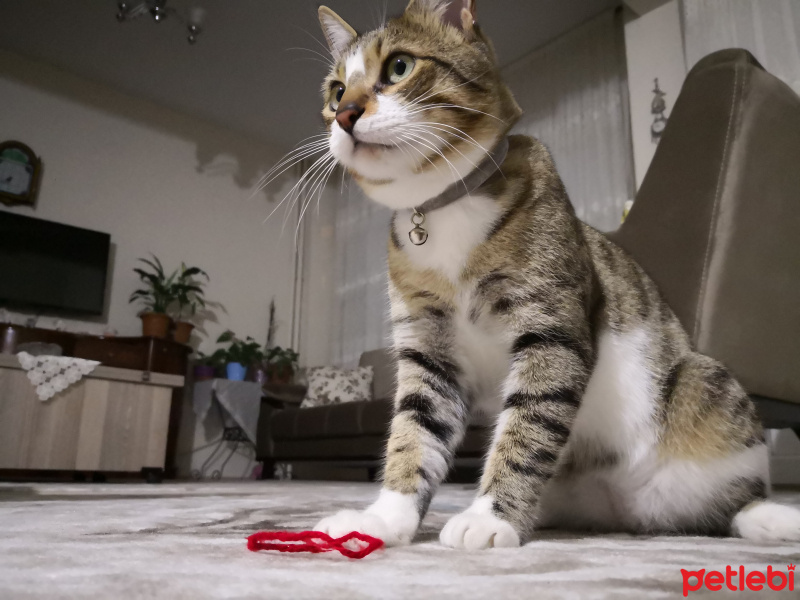 Tekir Kedi, Kedi  Paytak fotoğrafı