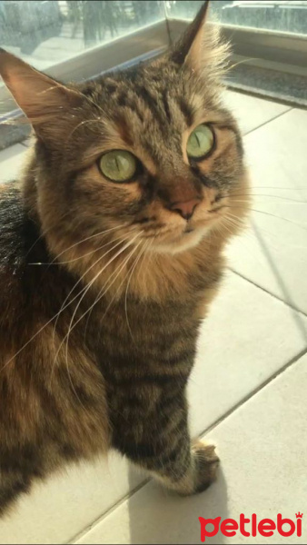 Maine Coon, Kedi  ANABEL fotoğrafı