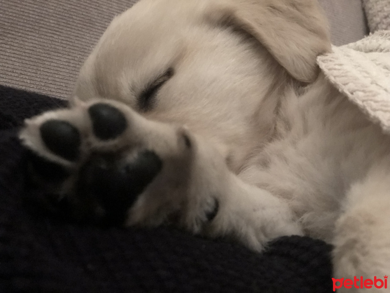 Golden Retriever, Köpek  Mia fotoğrafı