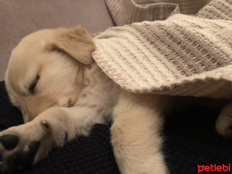 Golden Retriever, Köpek  Mia fotoğrafı