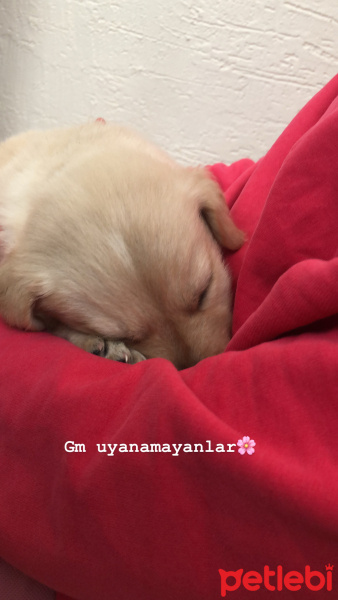 Golden Retriever, Köpek  Mia fotoğrafı