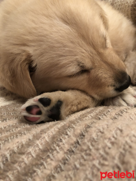 Golden Retriever, Köpek  Mia fotoğrafı