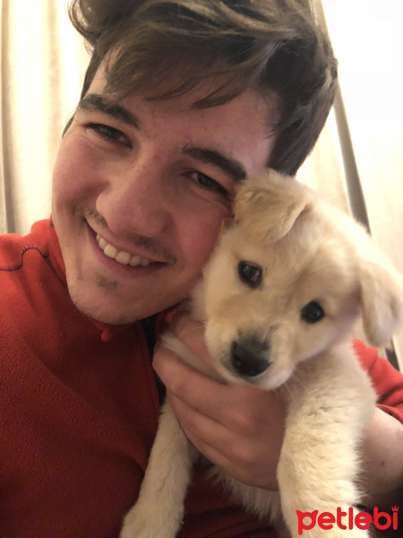 Golden Retriever, Köpek  Mia fotoğrafı